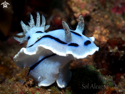 A chromodoris willani  | nudibranch