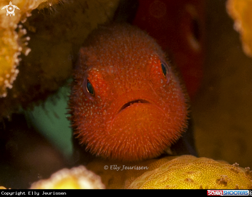 A Bearded goby