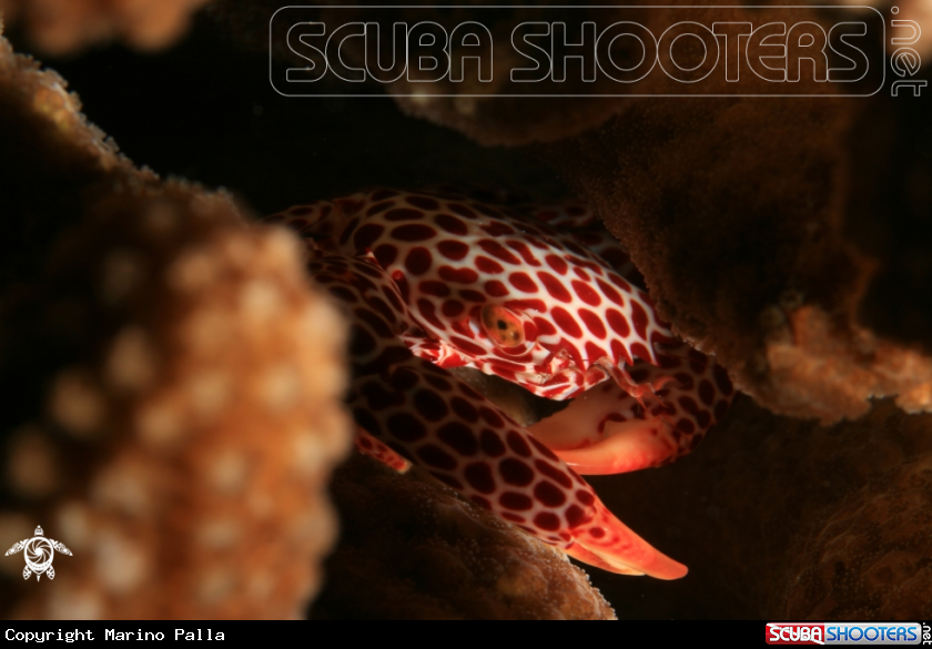 A Red Spotted Crab
