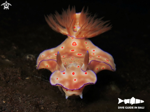 A Ceratosoma trilobatum | Nudibranch