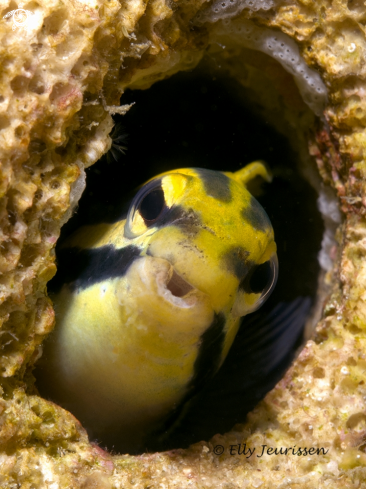 A Blenny