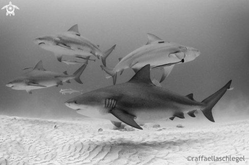 A Bull Shark 