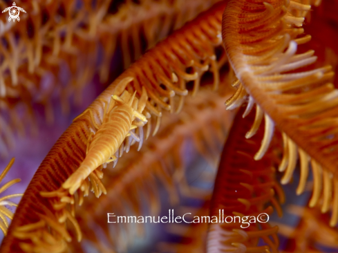 A crinoid shrimp