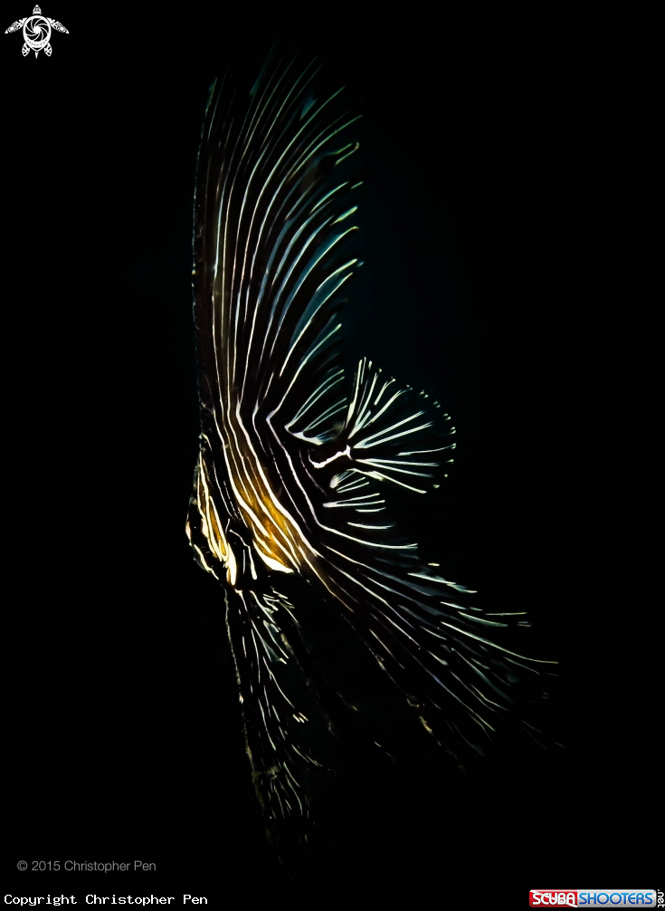A Juvenile Zebra Batfish