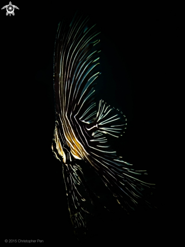 A Juvenile Zebra Batfish