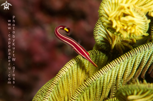 A Diademichthys lineatus | Klingfisch