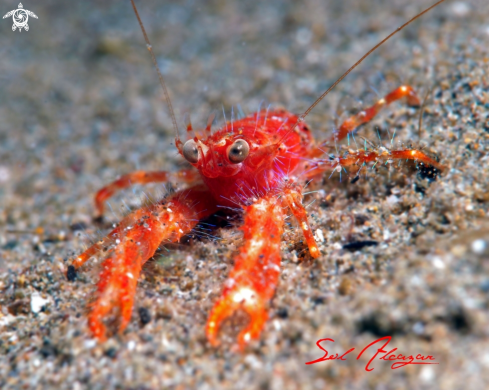 A Olivar's Lobster