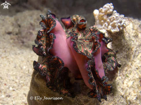 A Persian carpet flatworm