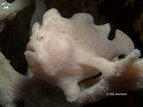 A White Frogfish