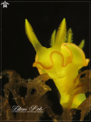 A Chromodoris nudibranch