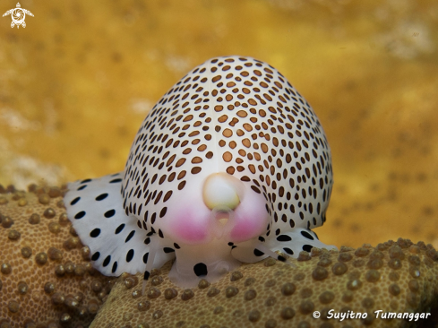 A Sea snail