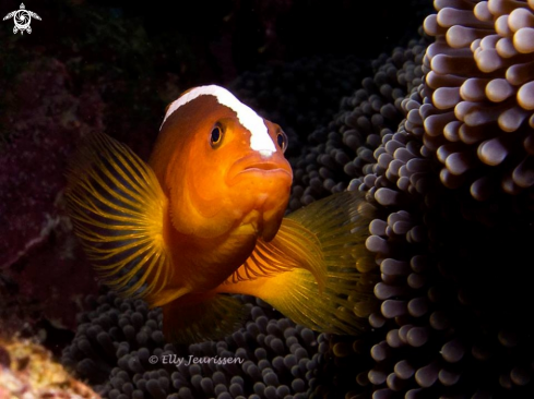 A Clownfish