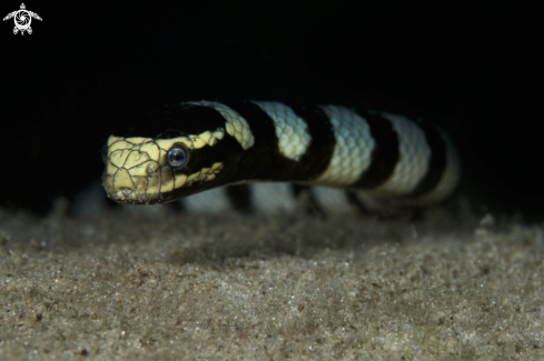 A Banded sea krait