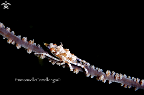 A coral crab