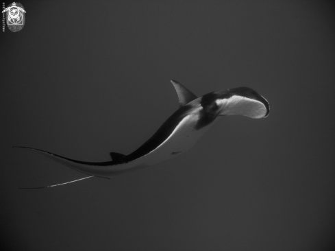 A Manta ray