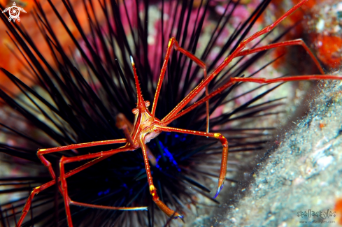 A Stenorhynchus seticornis & Echinoidea | Yellowline Arrow Crab & Sea Urchin