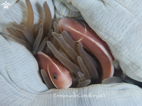 A clown fish