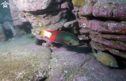 A Notolabrus gymnogenis + Parma microlepis | Crimson banded Wrasse and White Ear