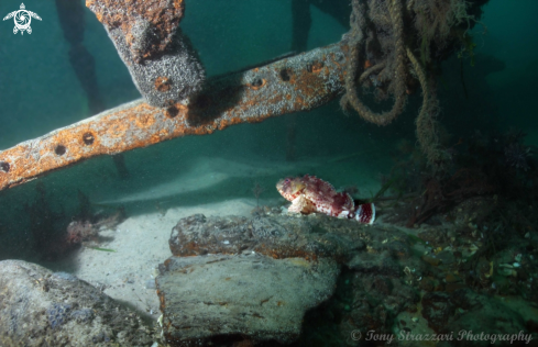 A Red Rock Cod