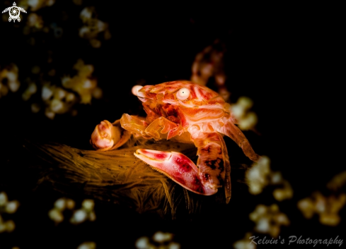 A Porcelain crab