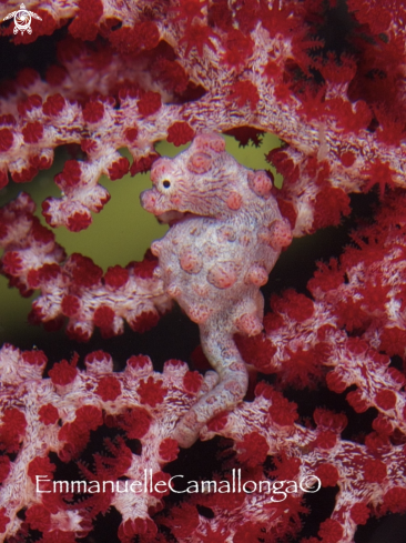 A sea horse pygmee