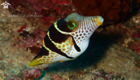 A Canthigaster valentini | Blacksaddle Toby