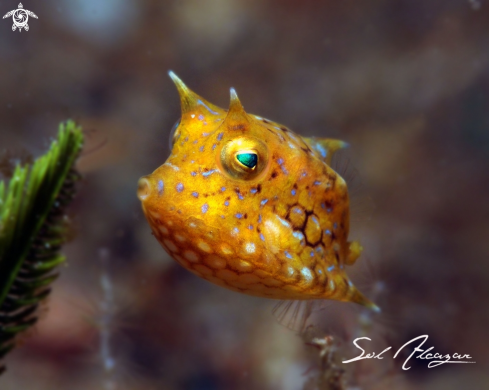 A cowfish