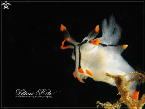 A Thecacera picta | Pikachu Nudibranch