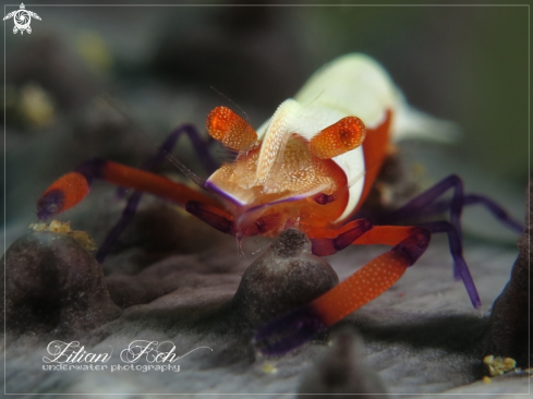 A Periclimenes imperator | Emperor Shrimp