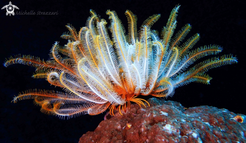 A Crinoid | Feather Star