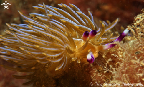 A Pteraeolidia ianthina | Blue dragon