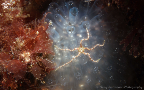 A Brittlestar