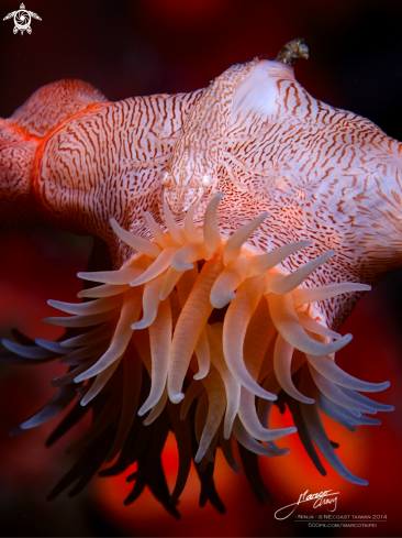 A leopard shrimp