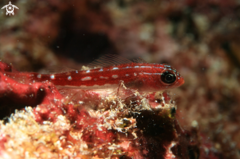 A Goby