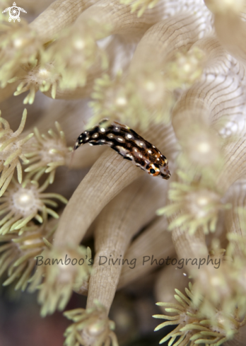 A underwater creature