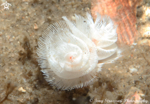 A Phoronid | Horseshoe worm
