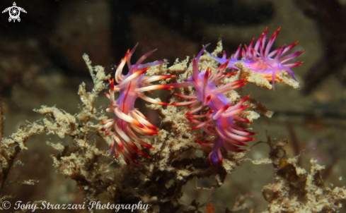 A Flabellina rubrolineata