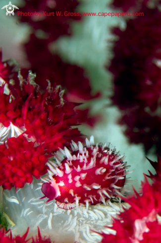 A Galera aenigma | Softcoral Kauri