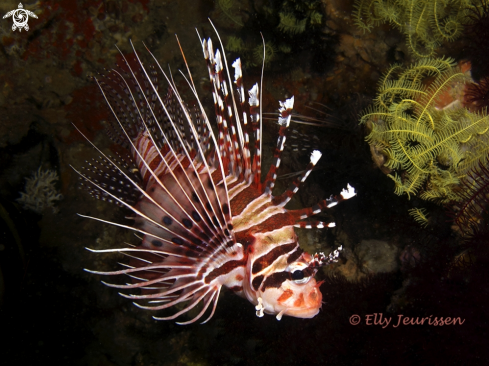 A Lionfish