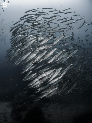 A Chevron Barracuda