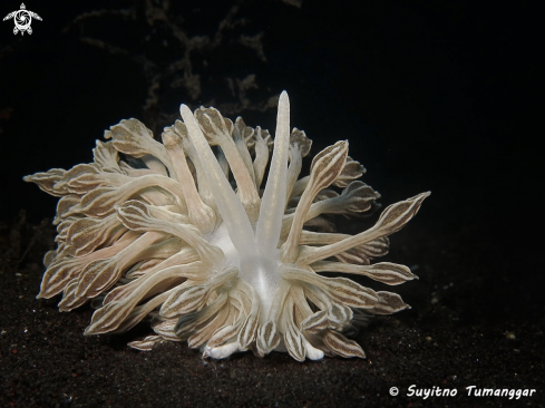 A Nudibranch