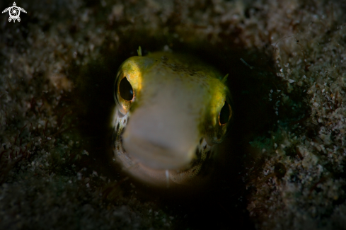 A Blenny