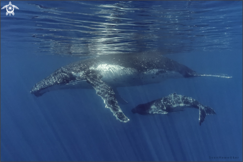 A humpback whale