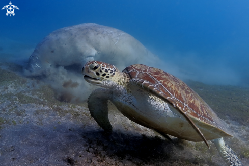 A Chelonia mydas | Dugongo e Tartaruga