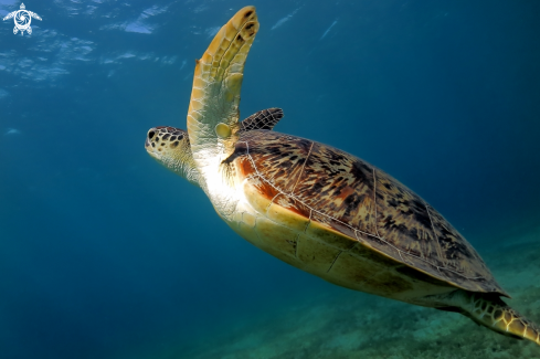 A Chelonia mydas | Tartaruga