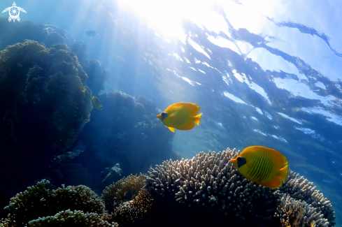 A Pesce farfalla mascherato