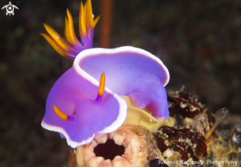 A Nudi