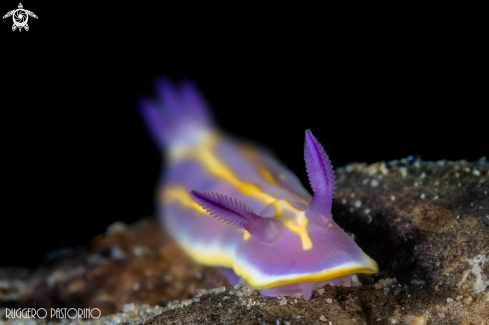 A Nudibranch