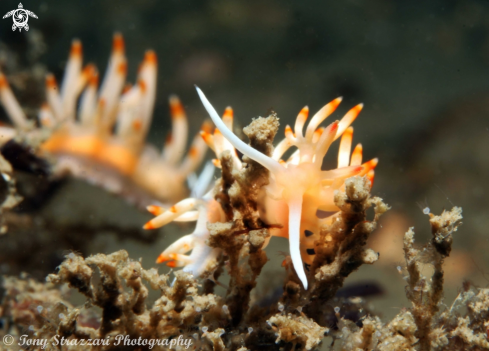 A Flabellina bicolor | Bicolor Flabellina