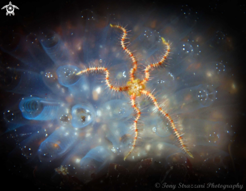 A Brittlestar and ascidian